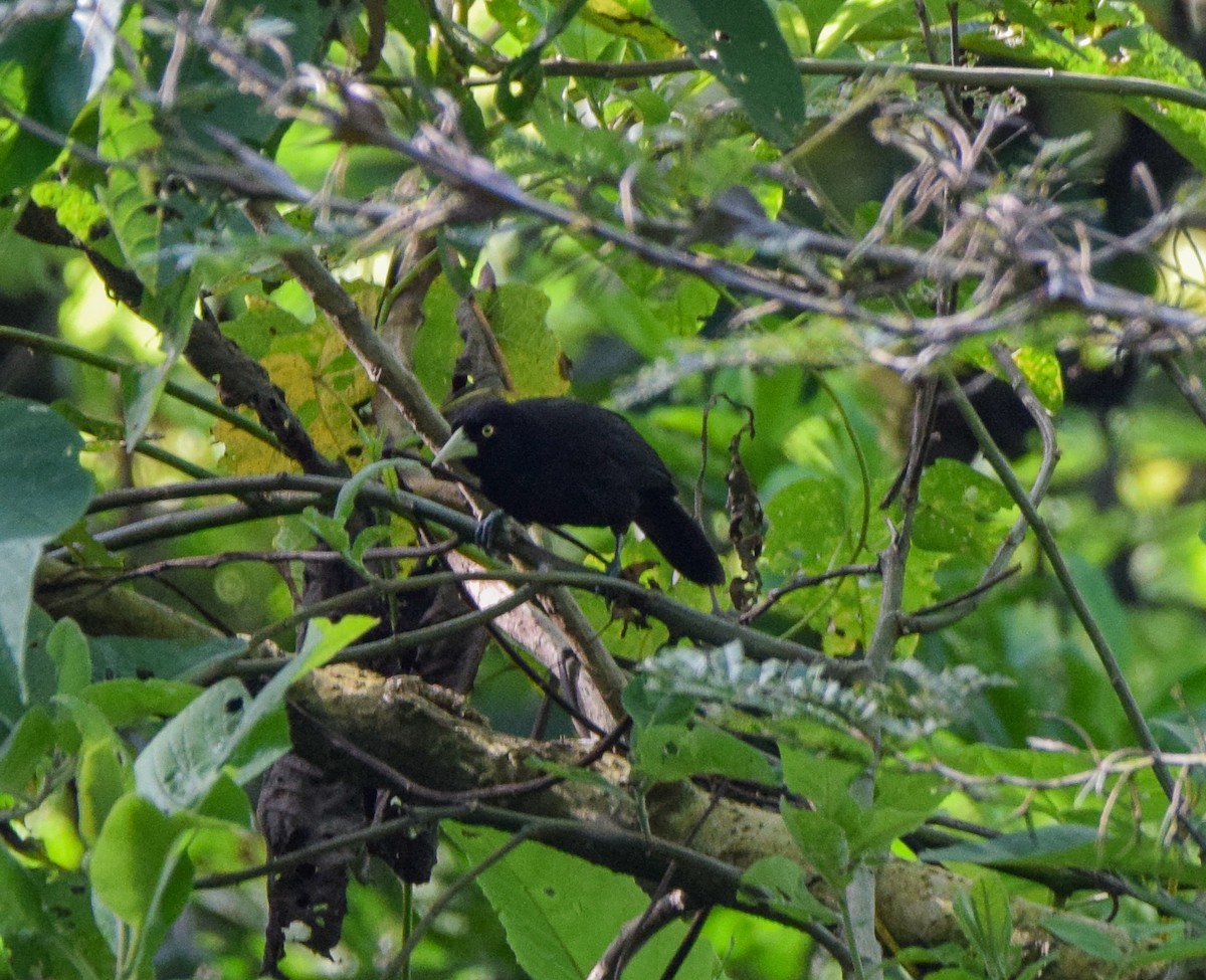 Yellow-billed Cacique - ML640632745