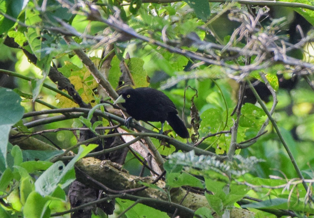 Yellow-billed Cacique - ML640632746