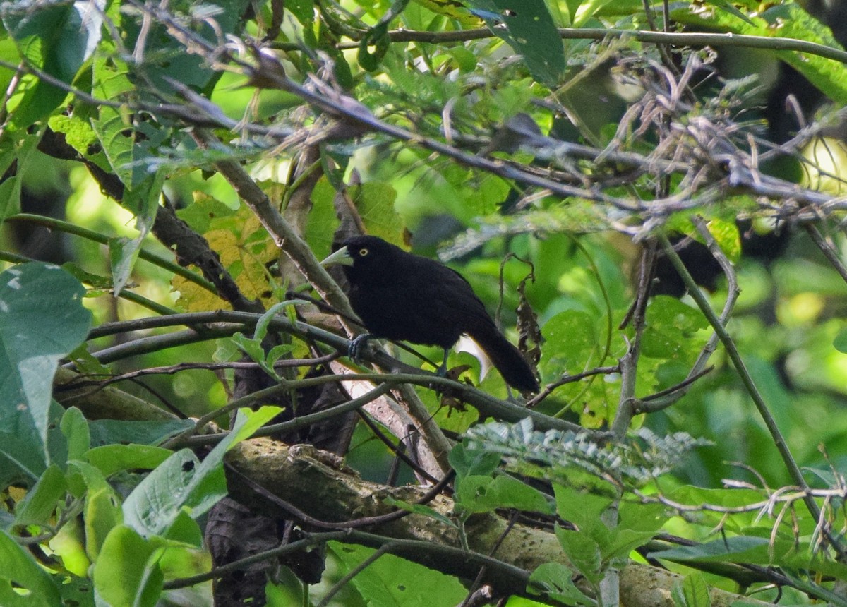 Yellow-billed Cacique - ML640632747
