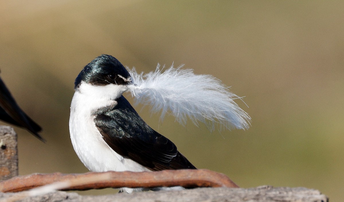 White-rumped Swallow - ML640632772