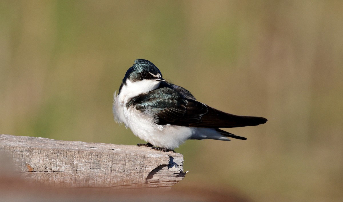 White-rumped Swallow - ML640632786
