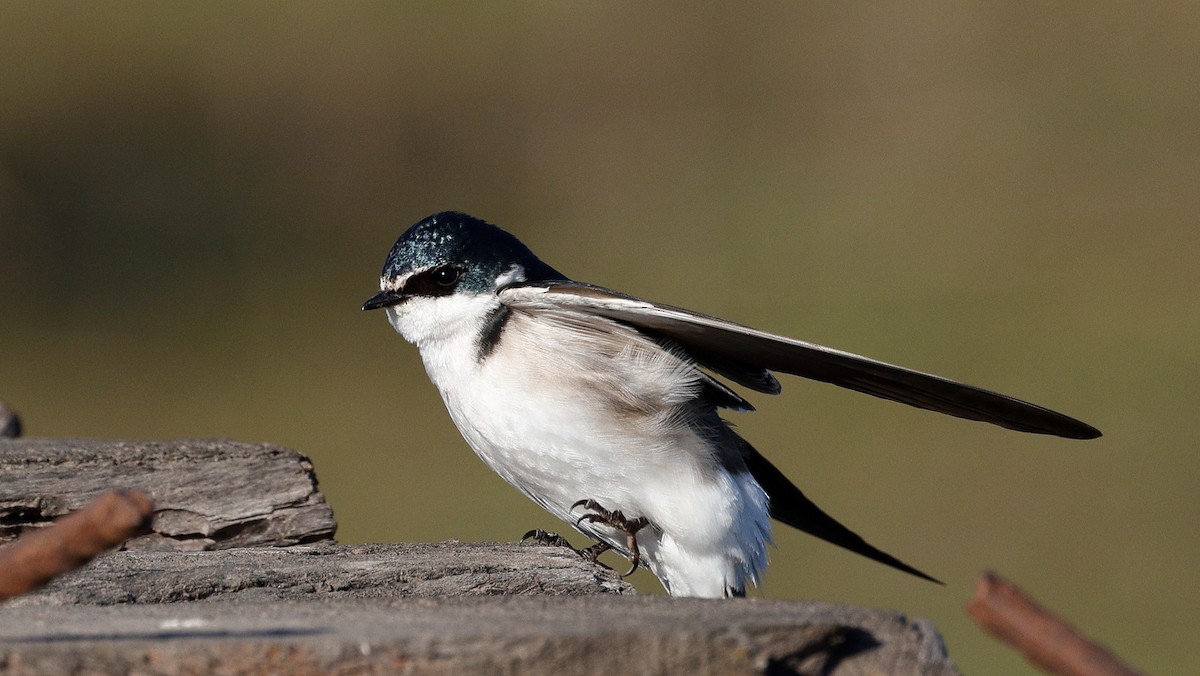 White-rumped Swallow - ML640632797