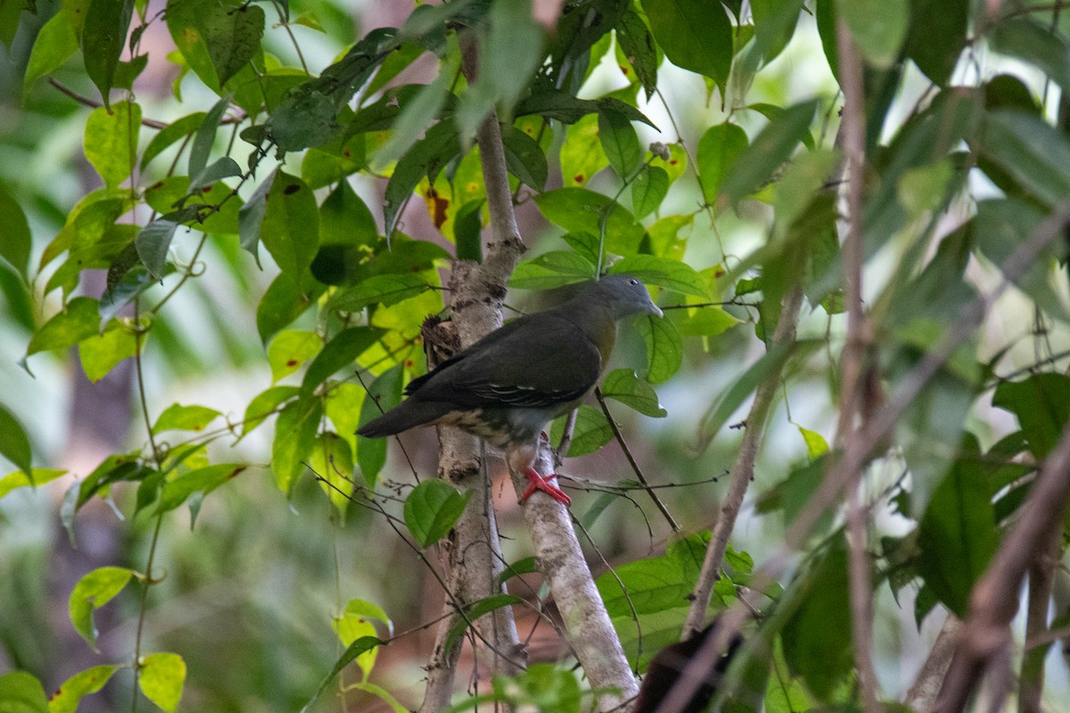 Little Green-Pigeon - ML640632849