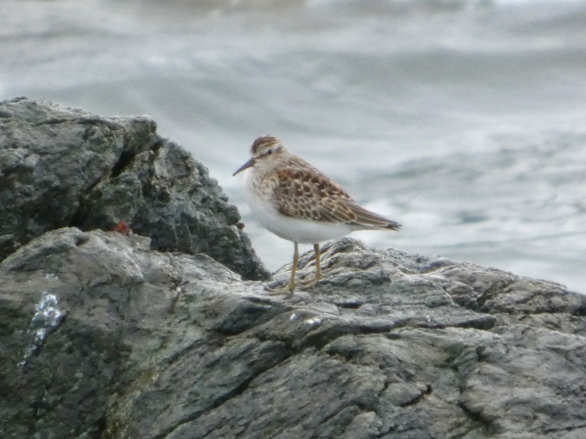 Least Sandpiper - ML640632870