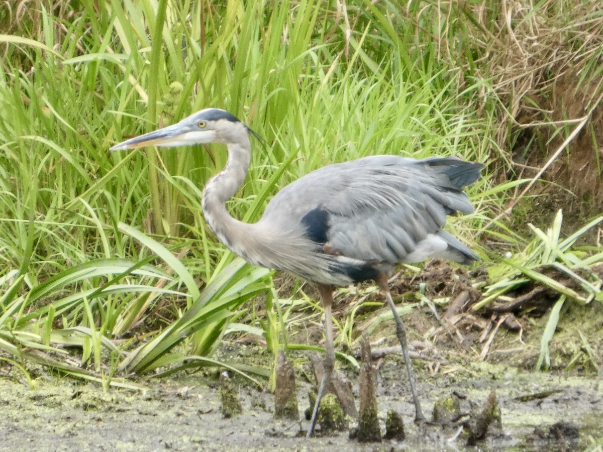 Great Blue Heron - ML640632885