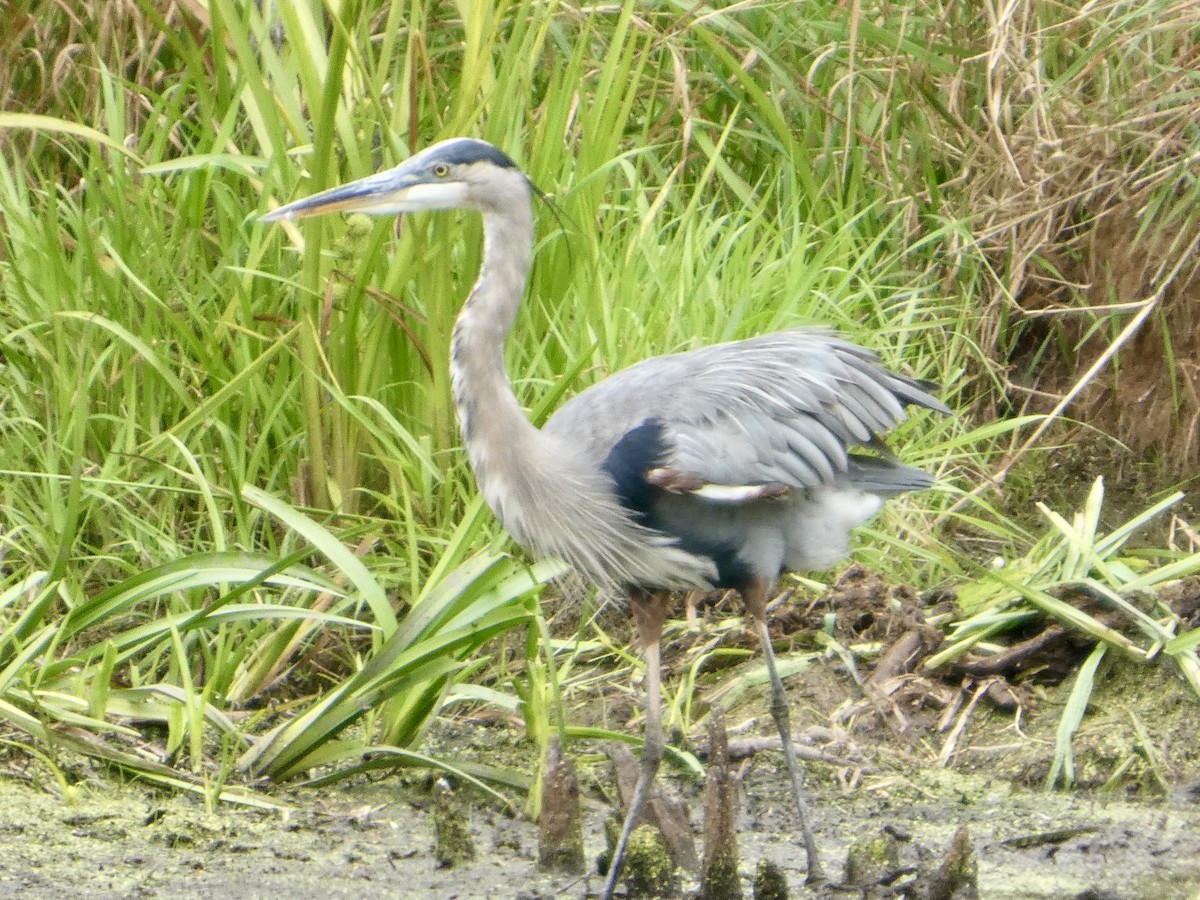 Great Blue Heron - ML640632886