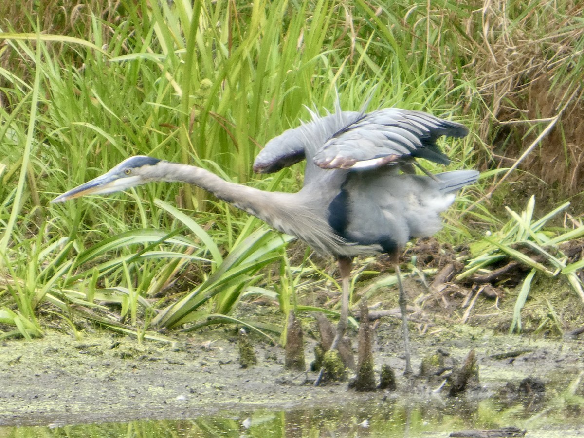 Great Blue Heron - ML640632887