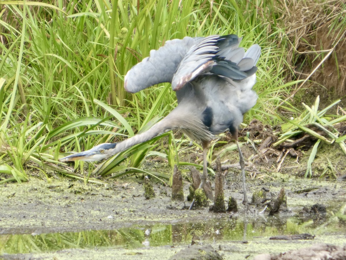 Great Blue Heron - ML640632888