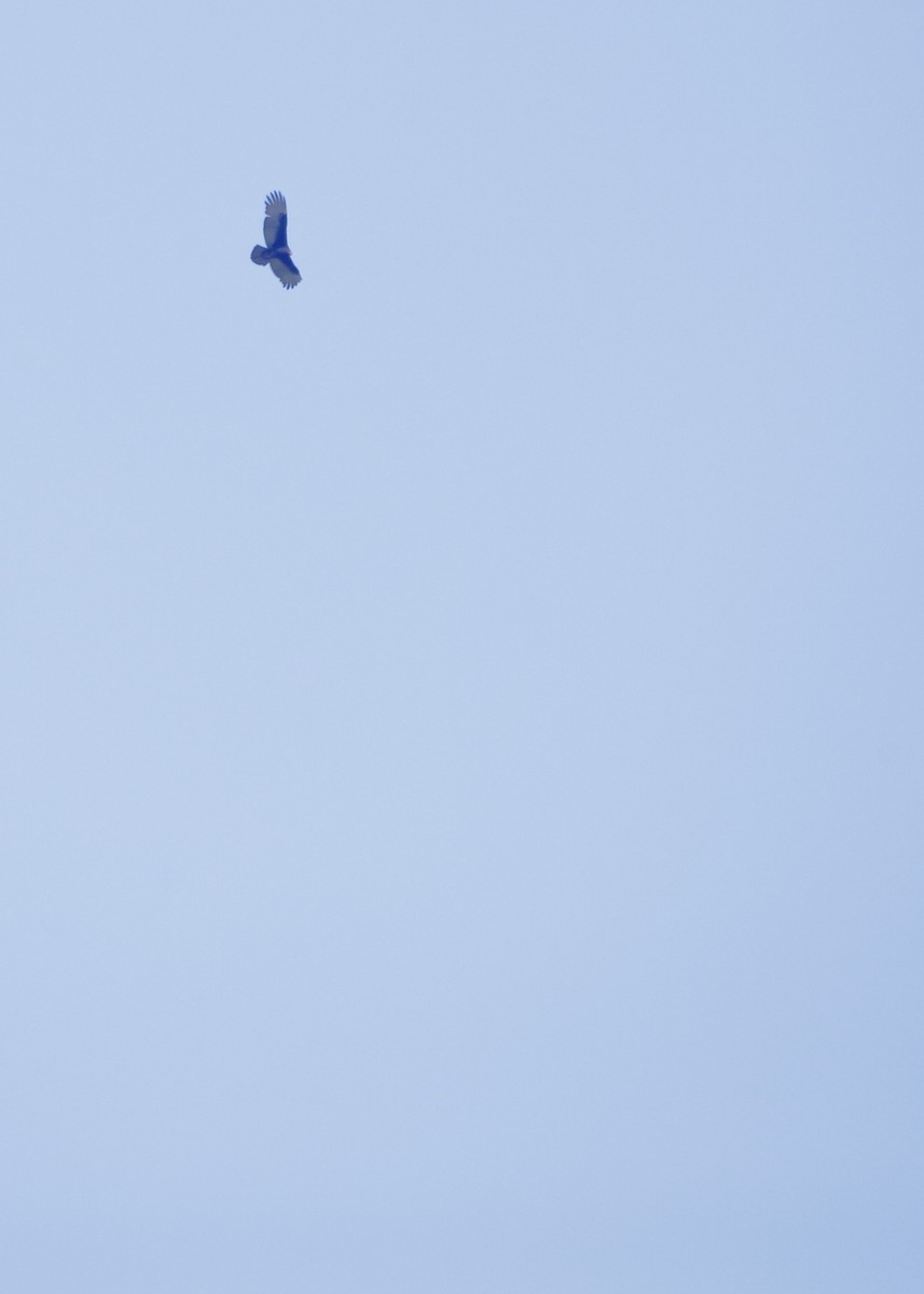 Turkey Vulture - ML640632921