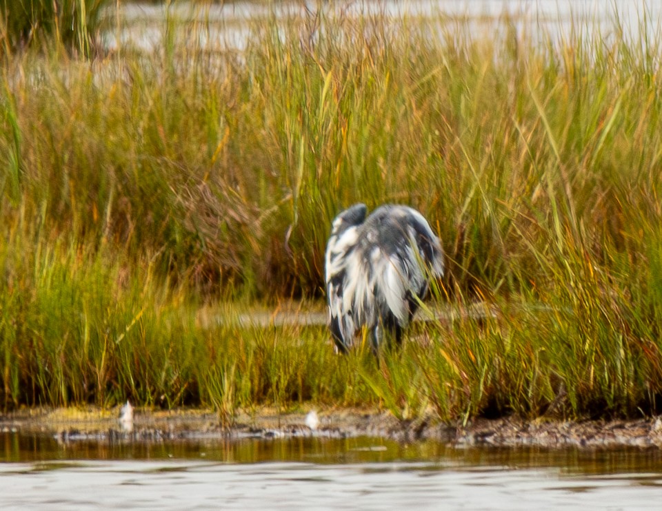 Little Blue Heron - ML640632944