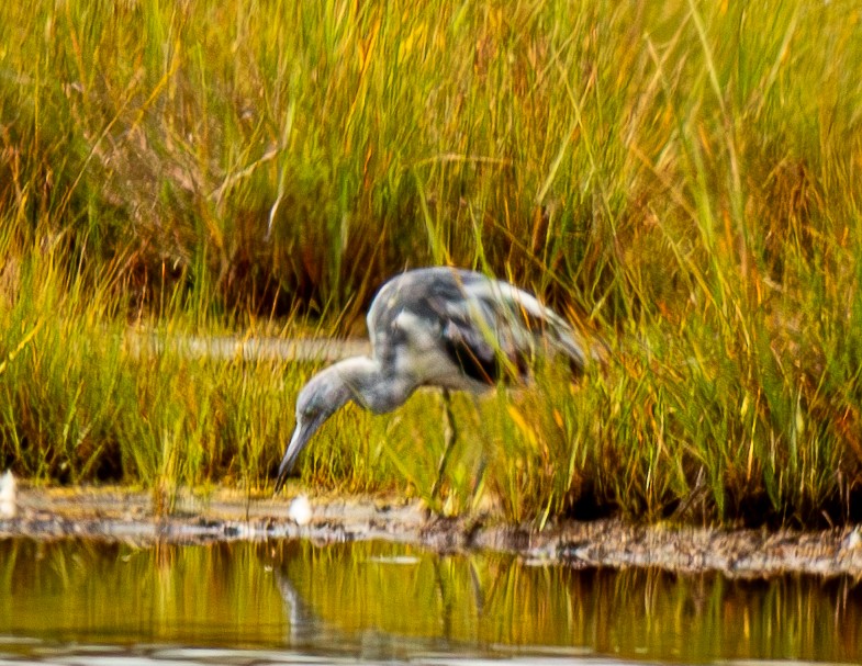 Little Blue Heron - ML640632949