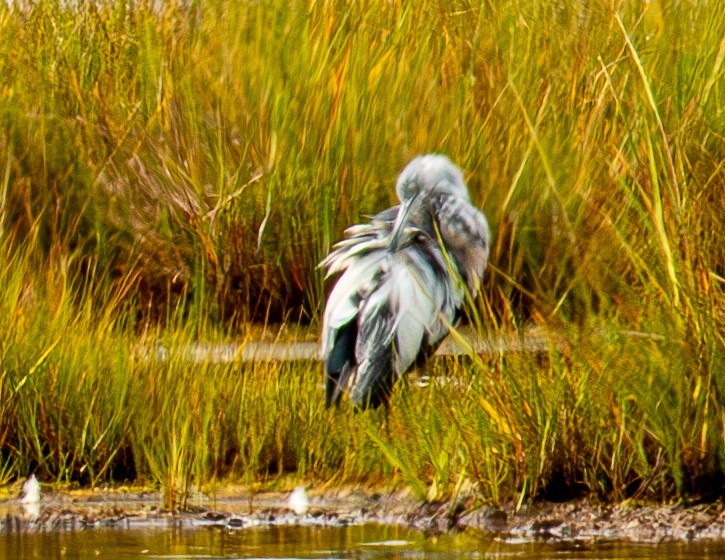 Little Blue Heron - ML640632955