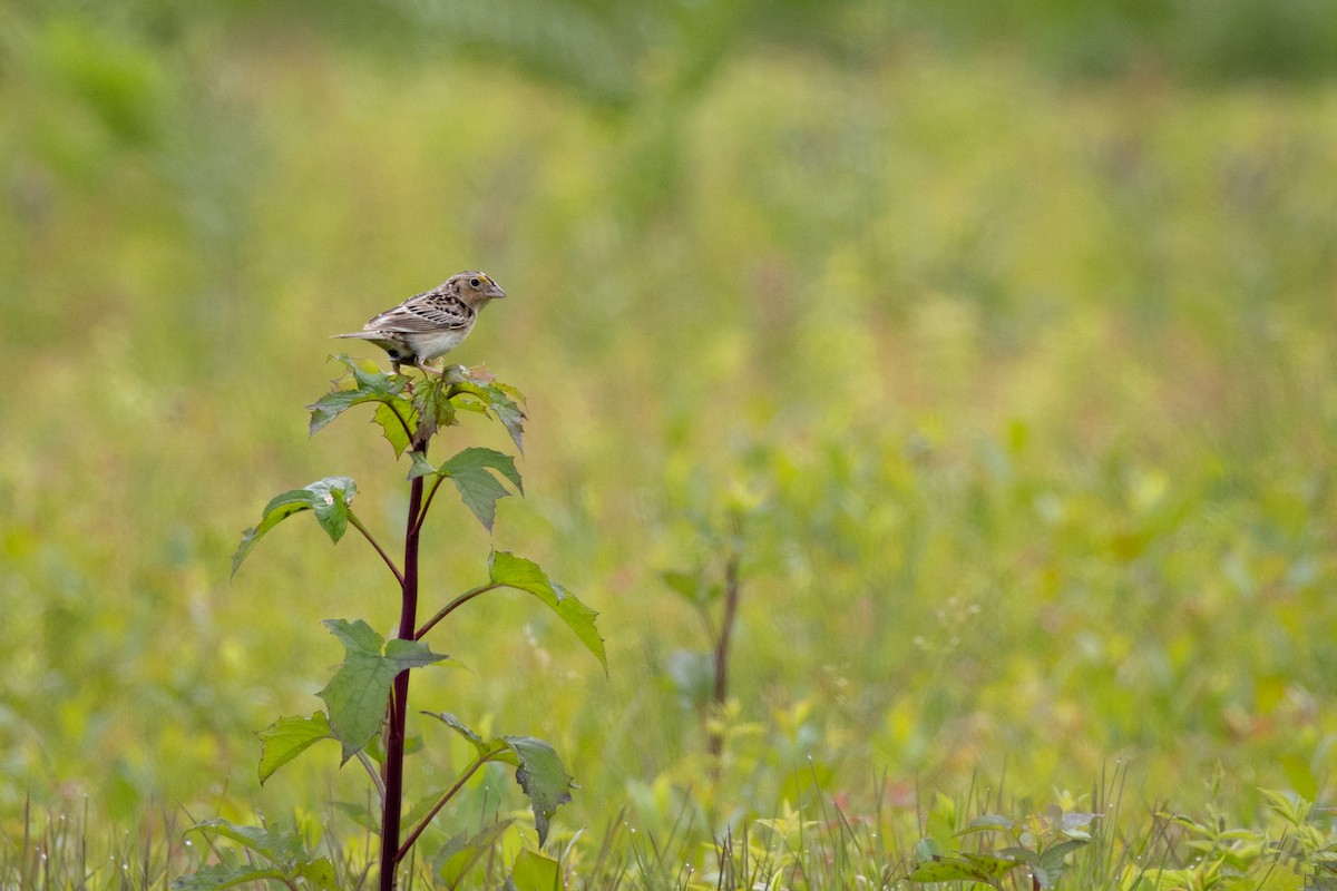 Grasshopper Sparrow - ML640633058