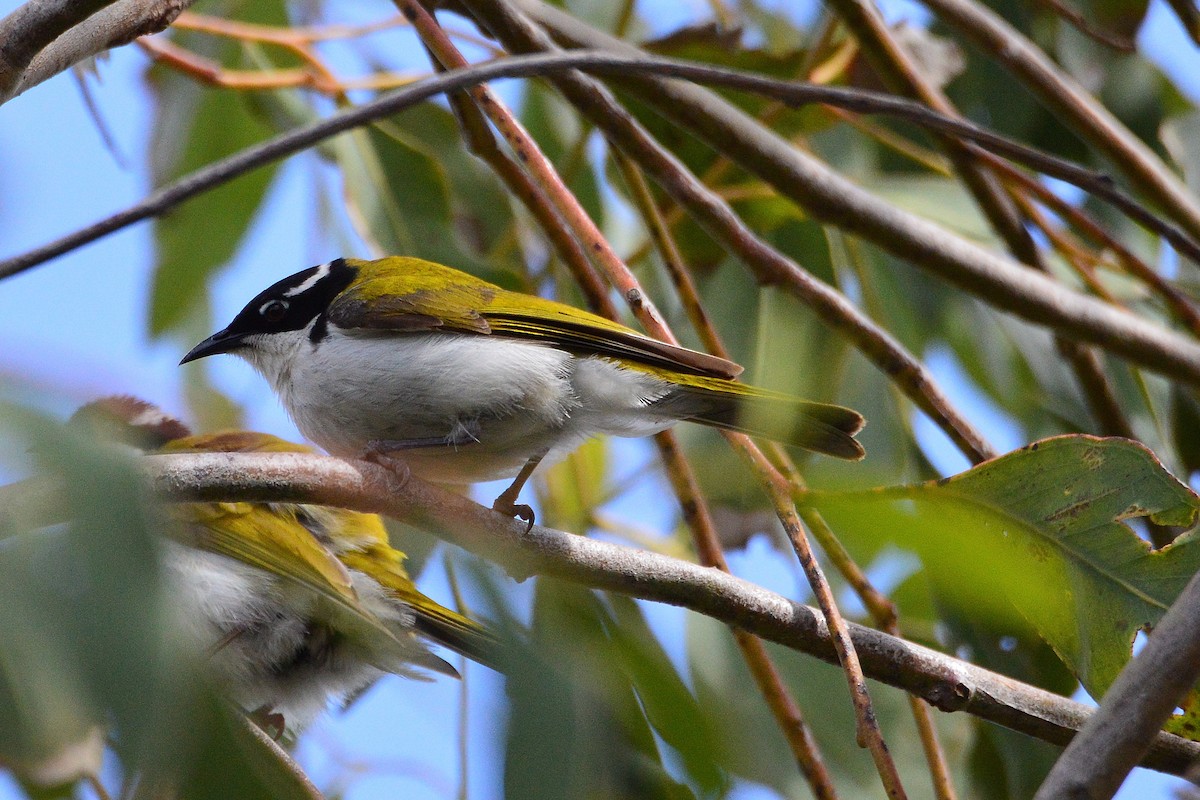White-throated Honeyeater - ML640633094
