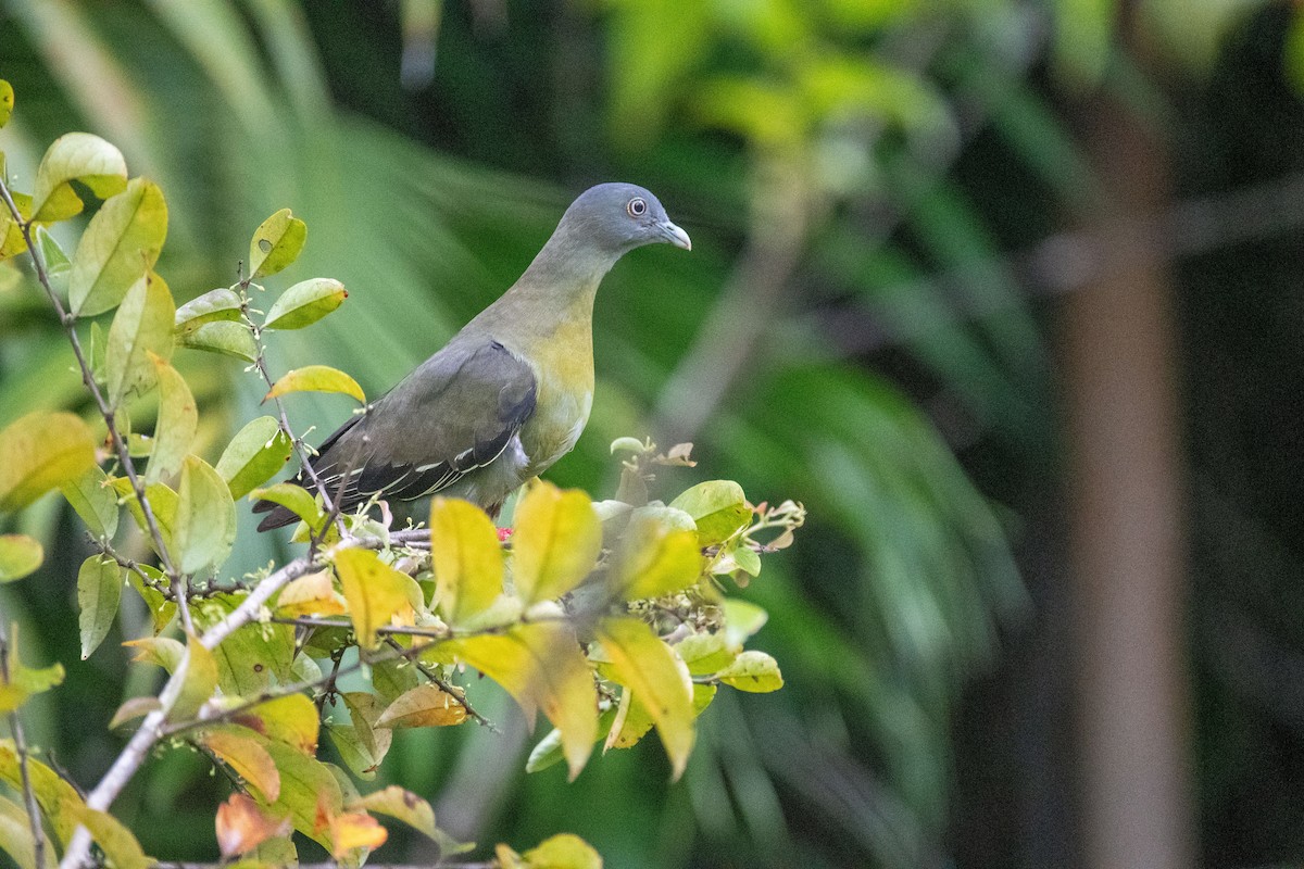 Little Green-Pigeon - ML640633095