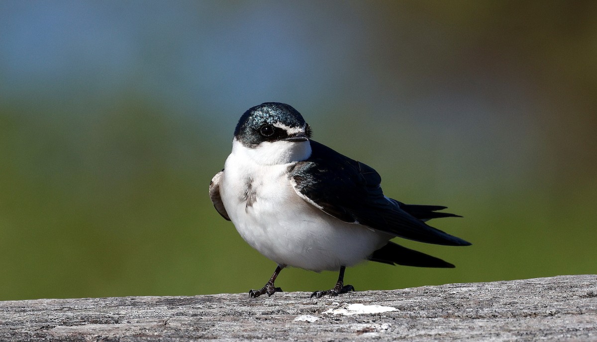 White-rumped Swallow - ML640633105