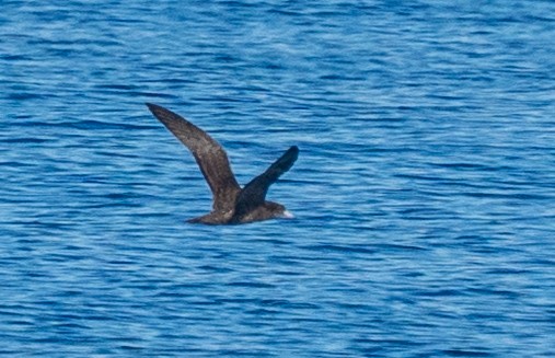 buřňák světlonohý - ML640633150