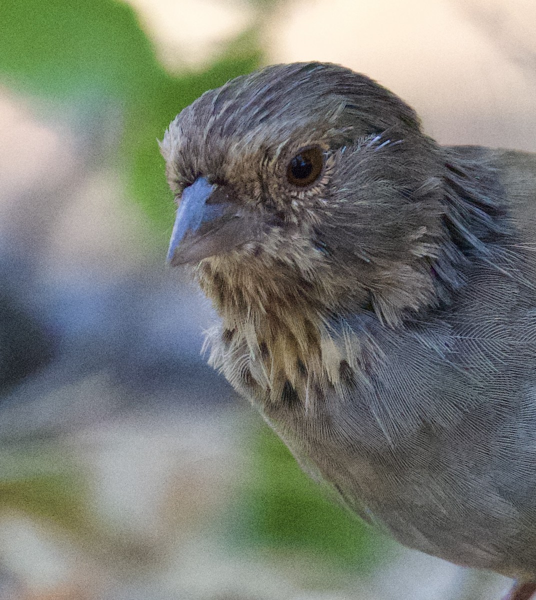 California Towhee - ML640633400