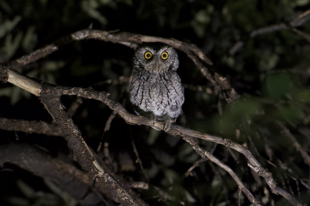 Whiskered Screech-Owl - ML640633466