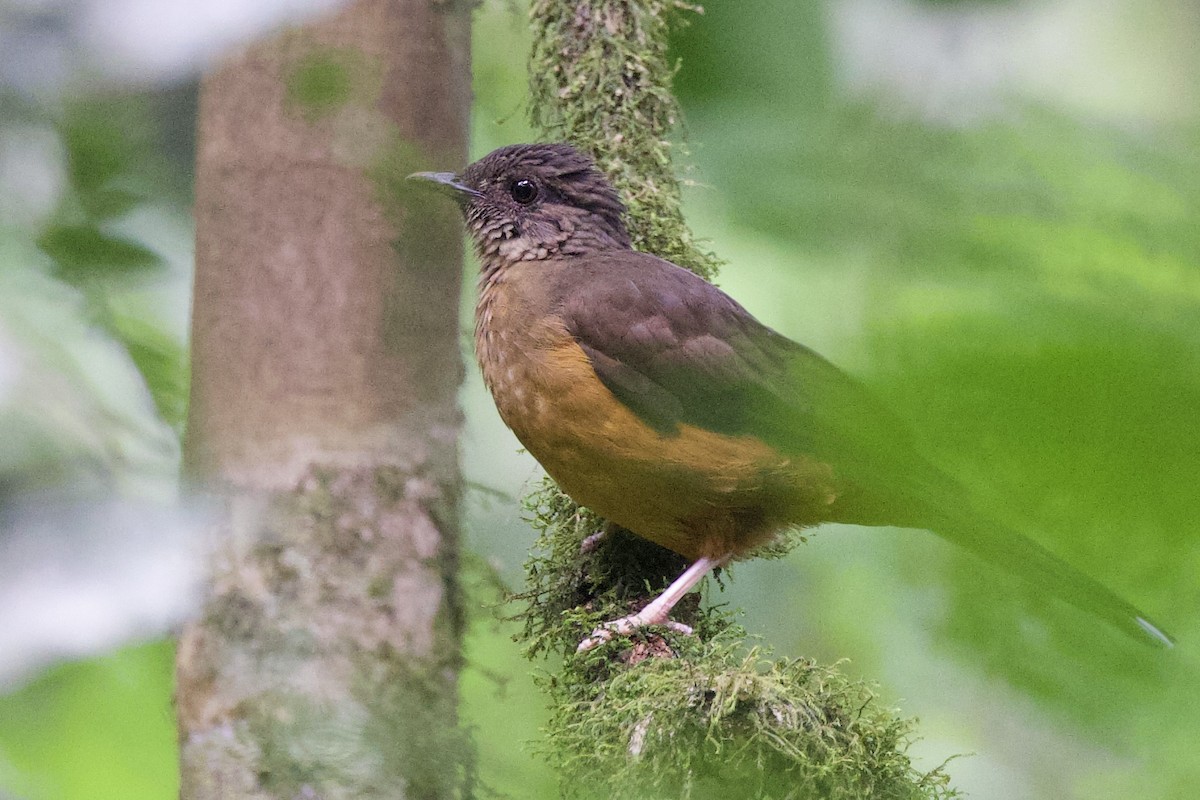 White-tailed Ant-Thrush - ML640633467