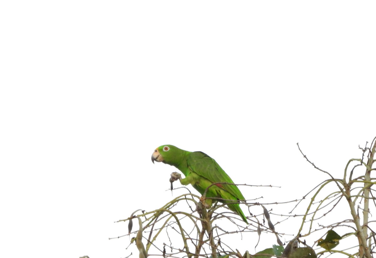 Yellow-crowned Amazon - ML640633471