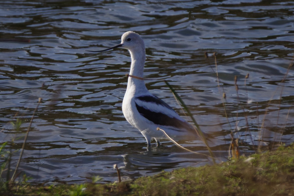 American Avocet - ML640633538