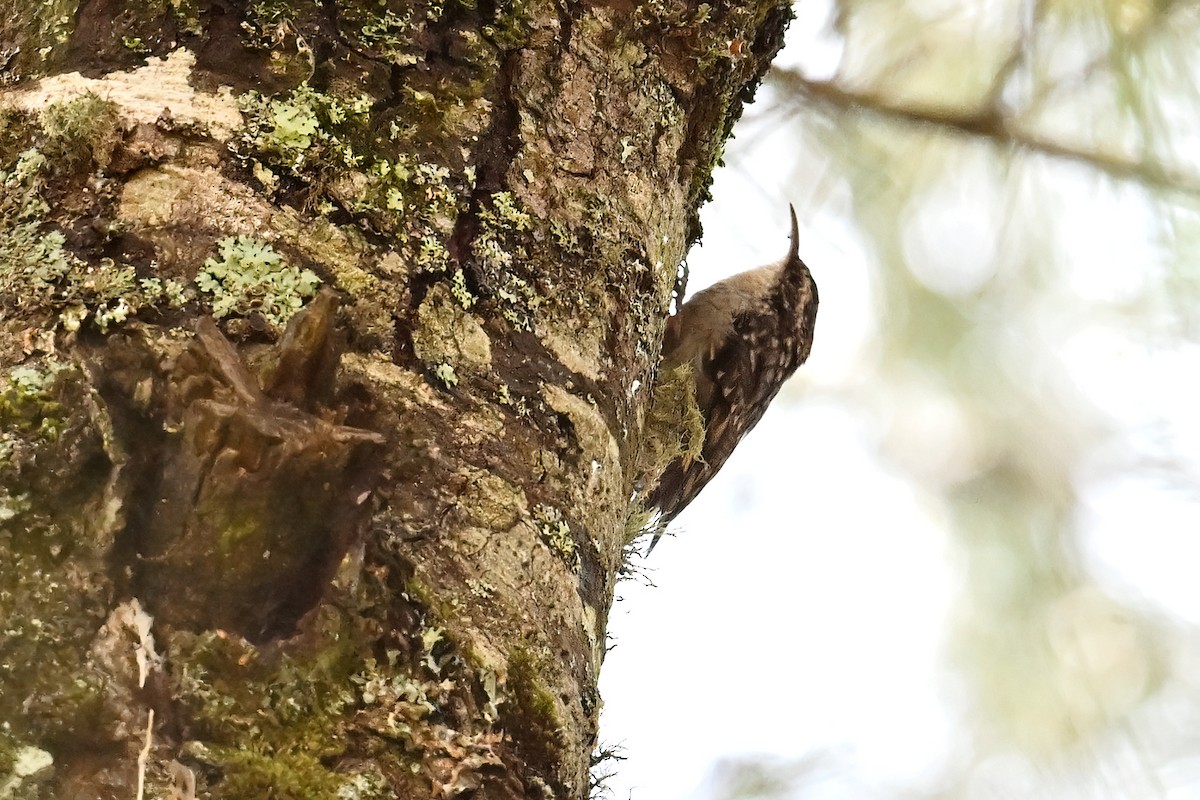 Bar-tailed Treecreeper - ML640633567