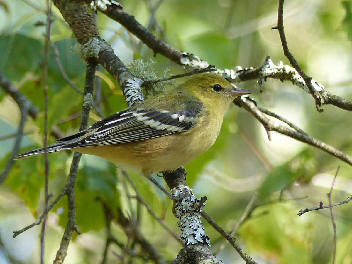 Bay-breasted Warbler - ML640633588