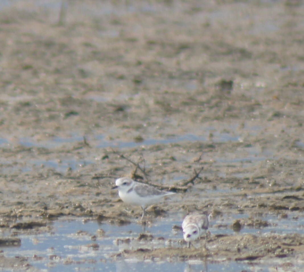 Snowy Plover - ML640633592