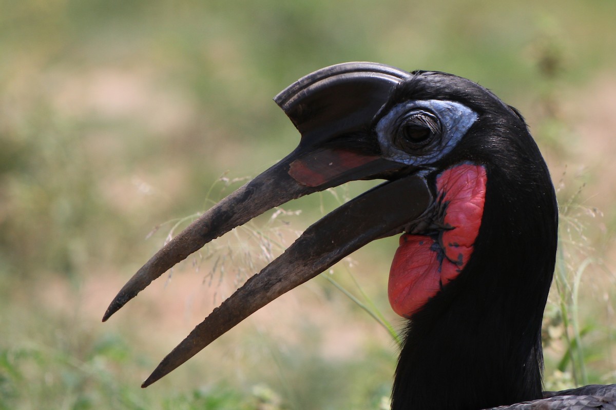 Abyssinian Ground-Hornbill - ML640633633