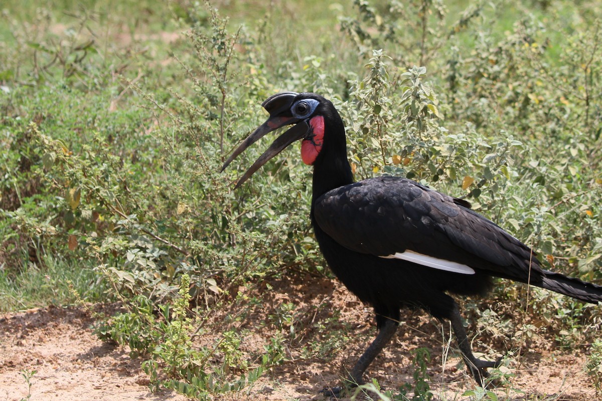 Abyssinian Ground-Hornbill - ML640633634