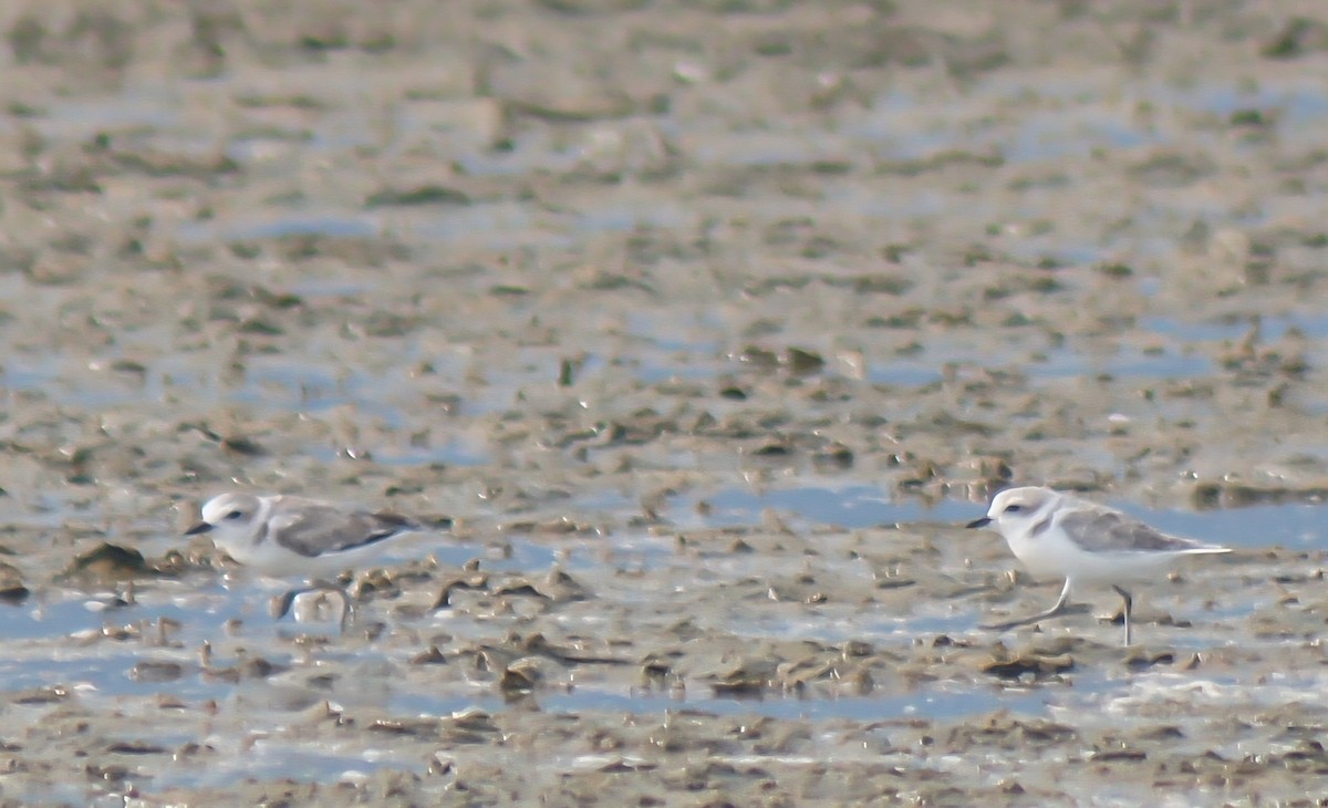Snowy Plover - ML640633639