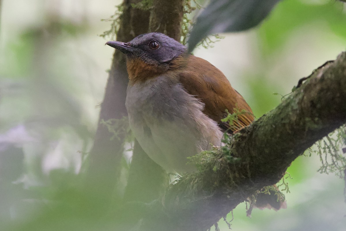 Red-throated Alethe - ML640633665