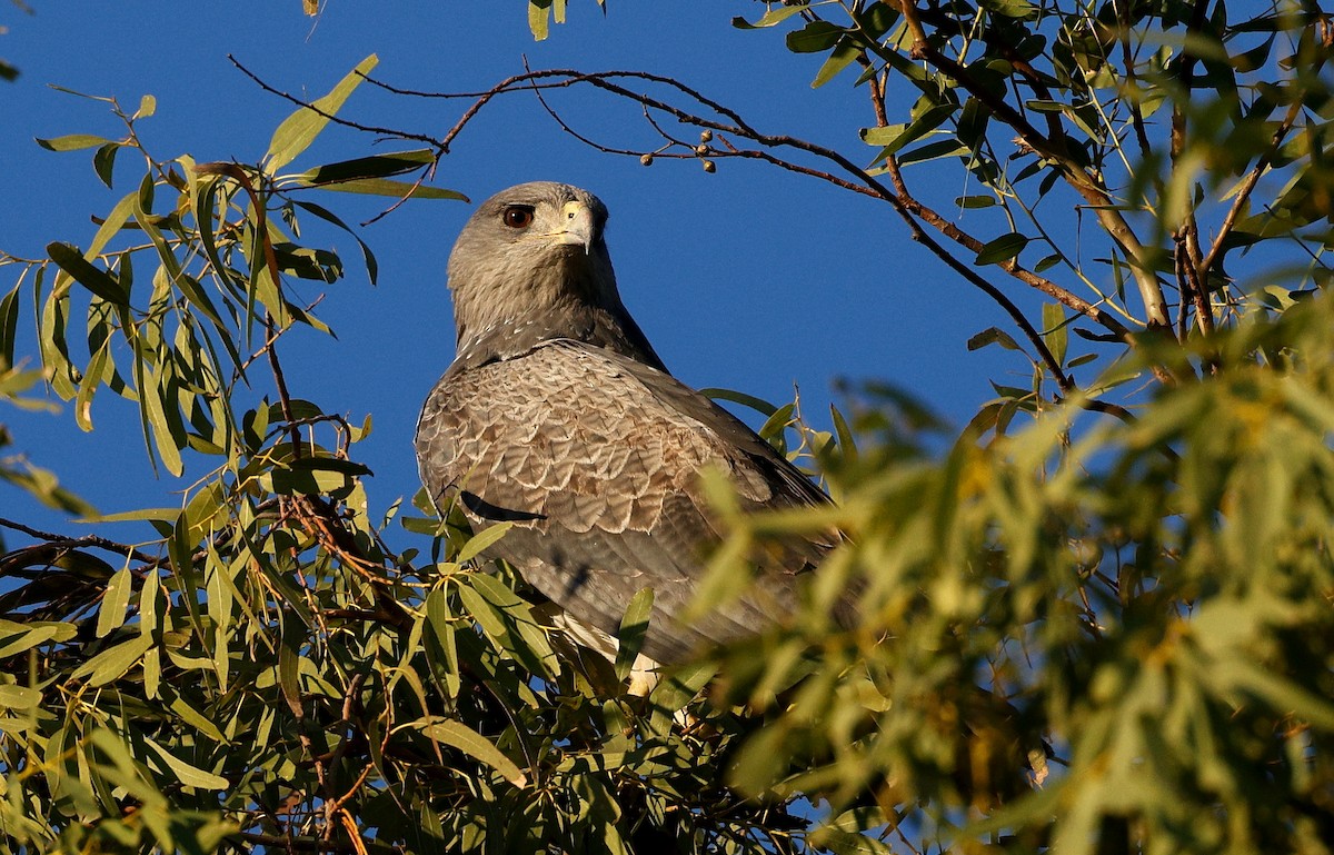 káně orlí - ML640633669