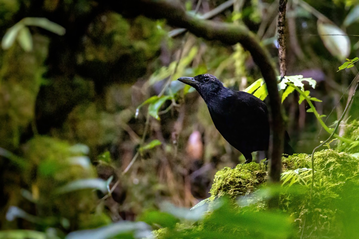 Greater Melampitta - ML640633675