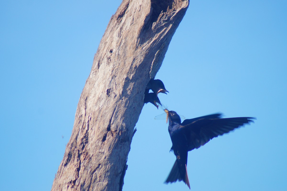 Cuban Martin - ML640633705