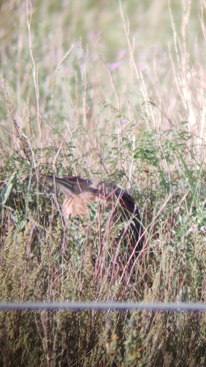 American Bittern - ML640633780