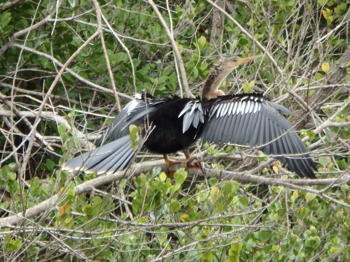 Anhinga - ML640633781