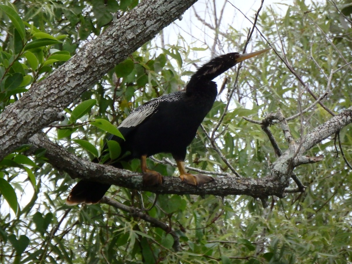 Anhinga - ML640633782
