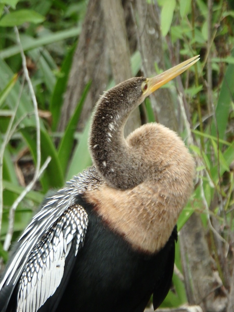 Anhinga - ML640633814