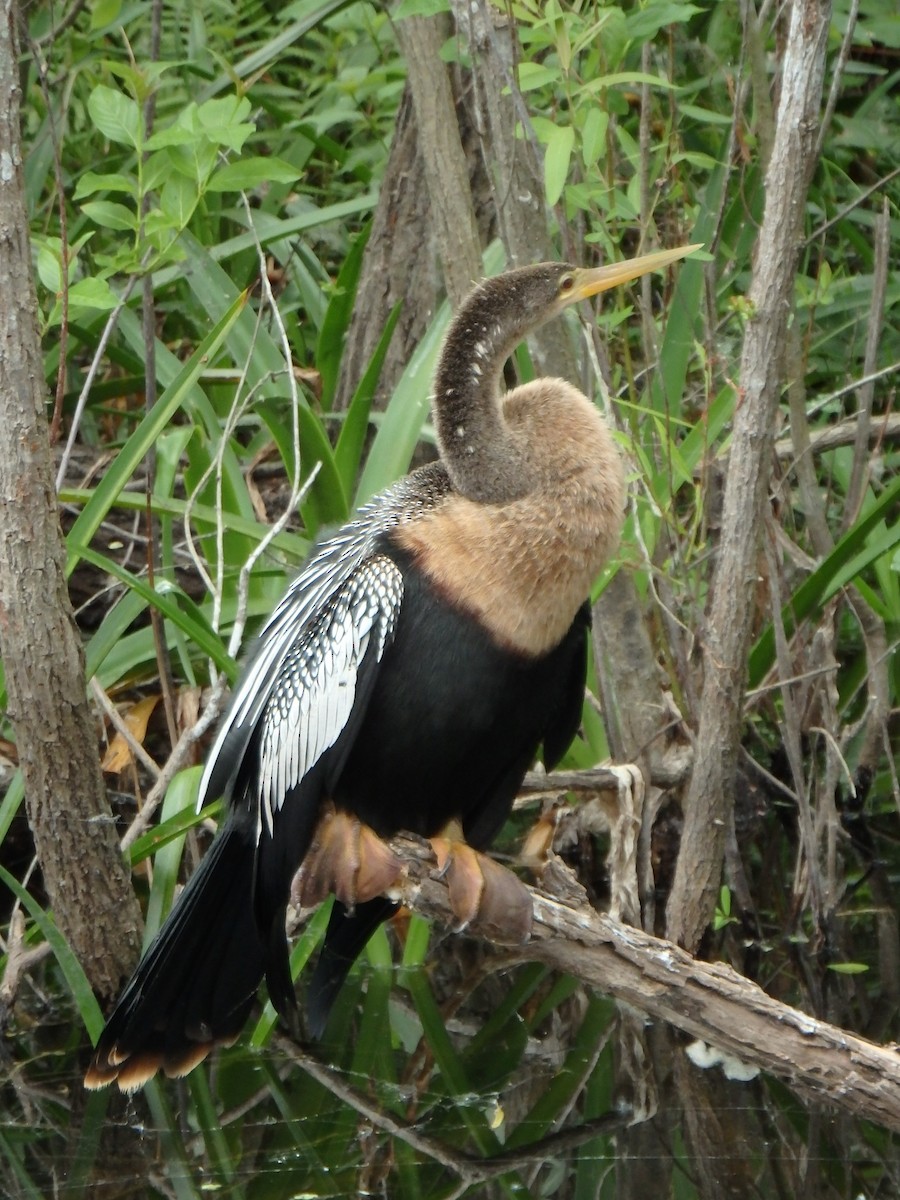 Anhinga - ML640633815