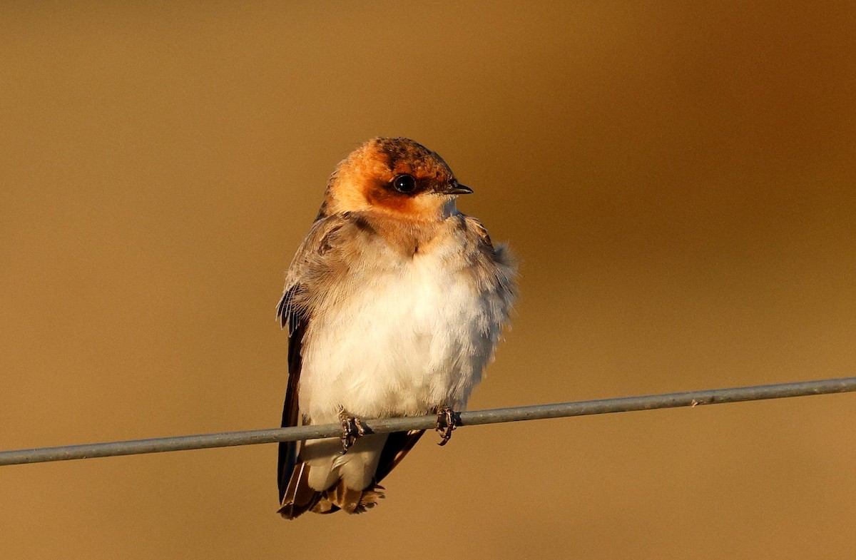 Tawny-headed Swallow - ML640633855