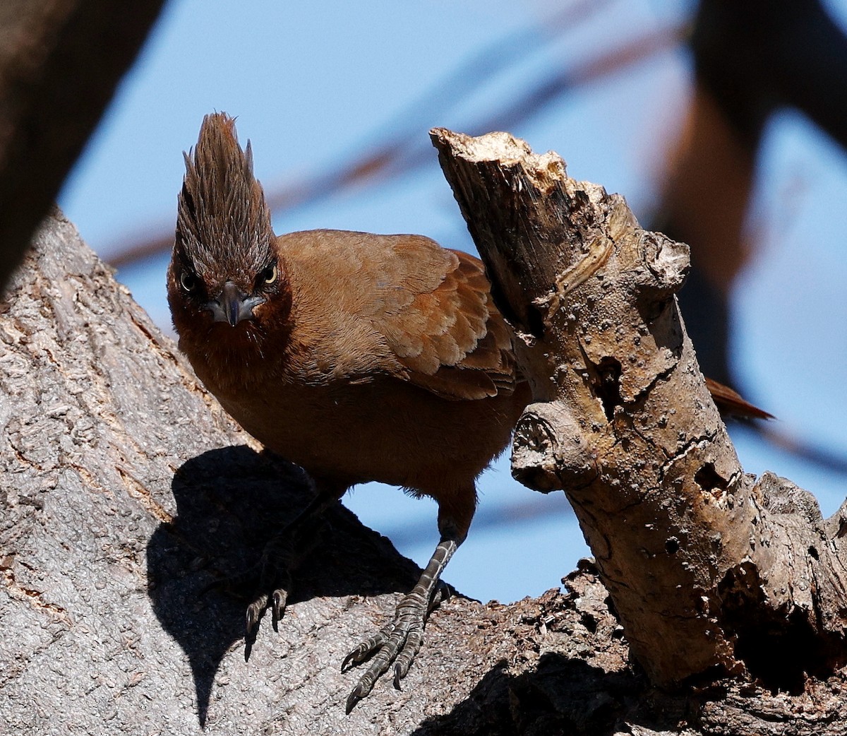 Brown Cacholote - ML640633898
