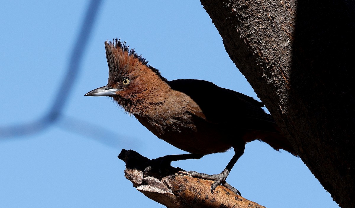 Brown Cacholote - ML640633900