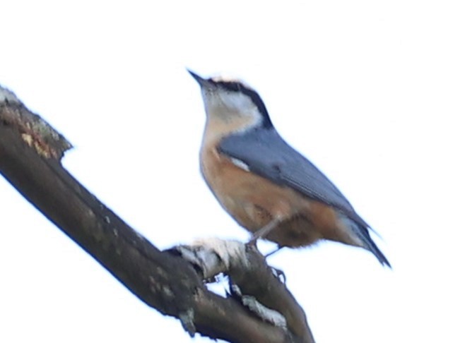Red-breasted Nuthatch - ML640633901