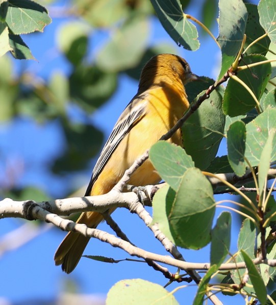 Baltimore Oriole - ML640633908