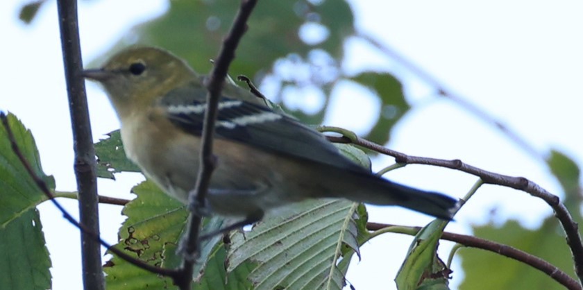 Bay-breasted Warbler - ML640633911
