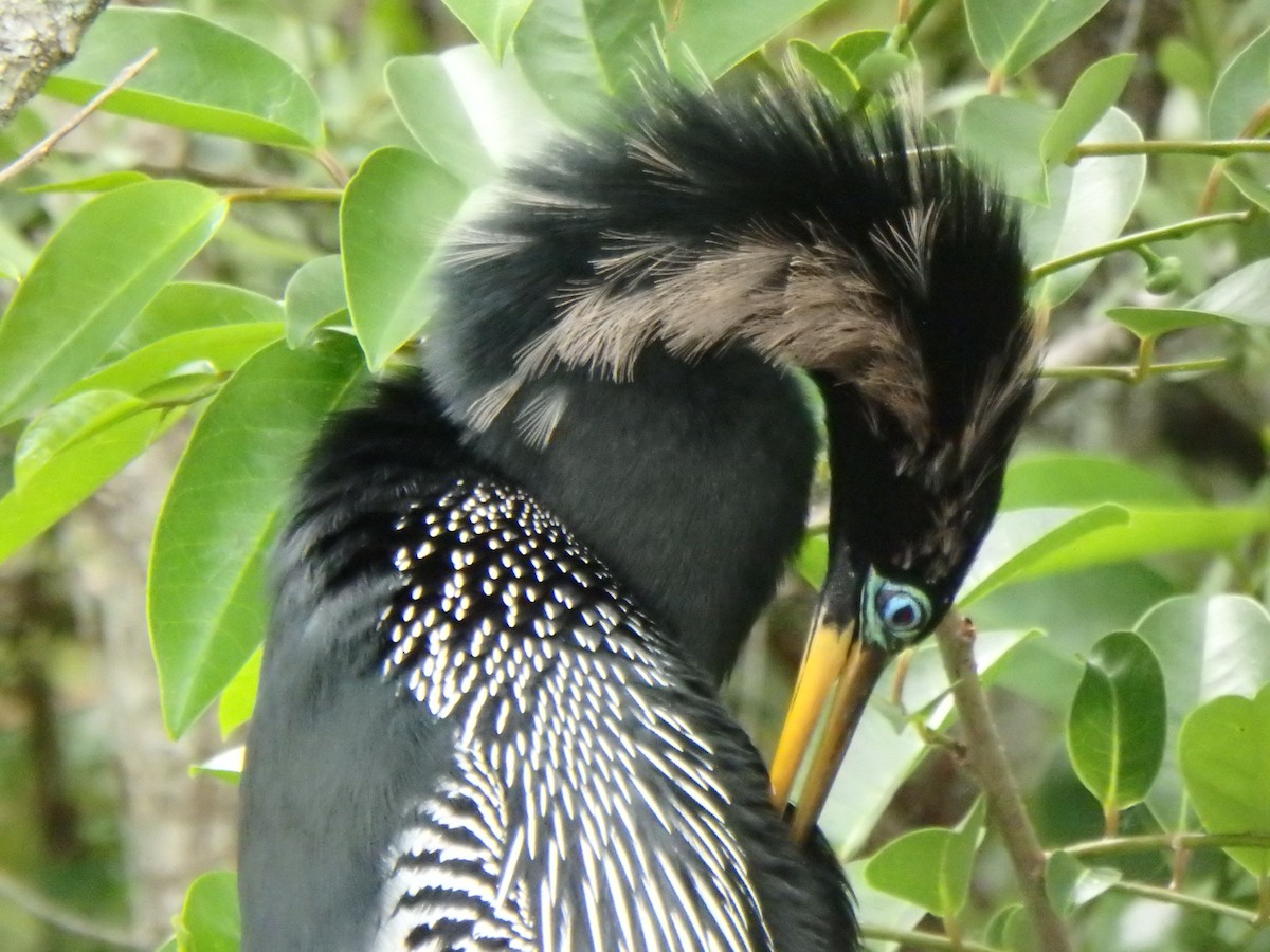 Anhinga - ML640633912