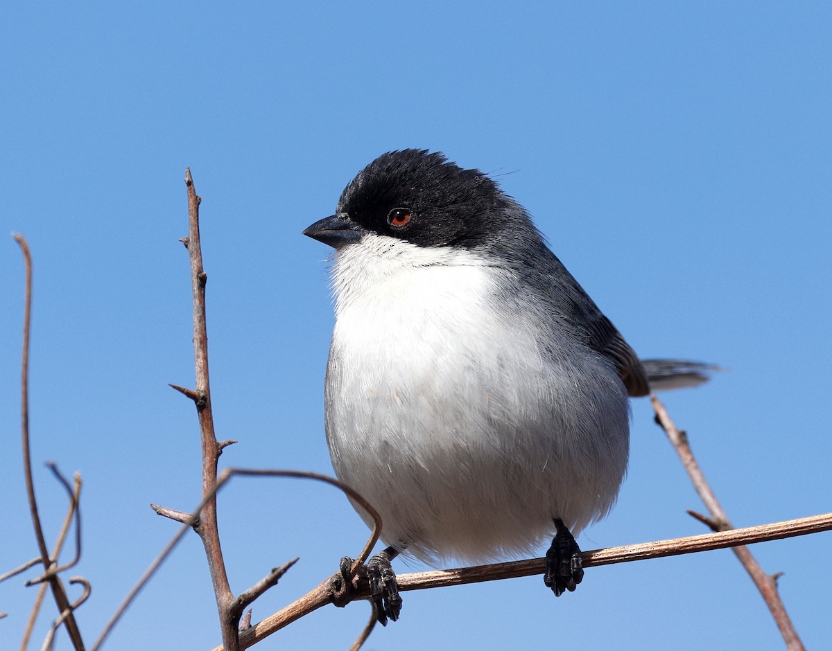 Black-capped Warbling Finch - ML640633919