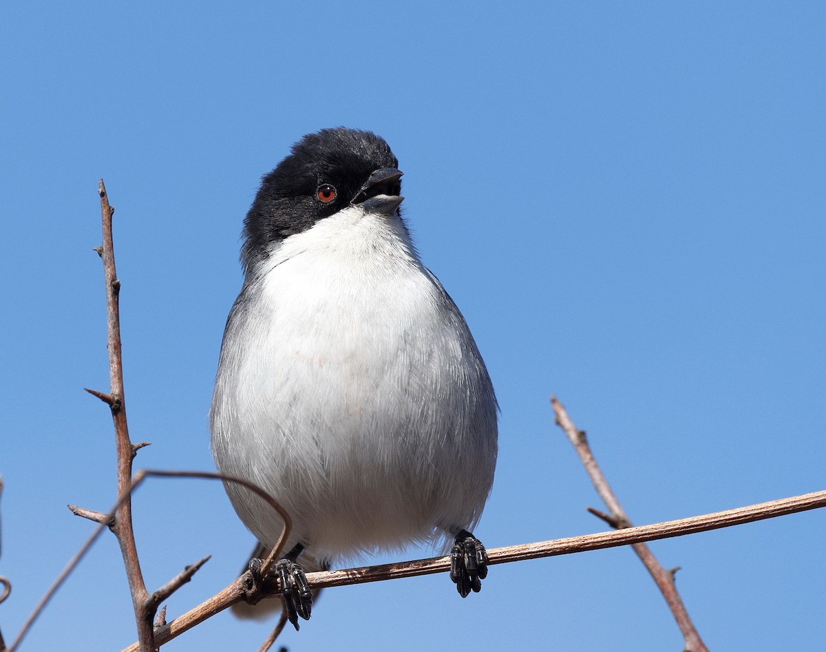 Black-capped Warbling Finch - ML640633929